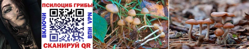 Купить закладки Касимов Псилоцибиновые грибы Magic Shrooms